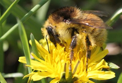 Bombus humilis humilis